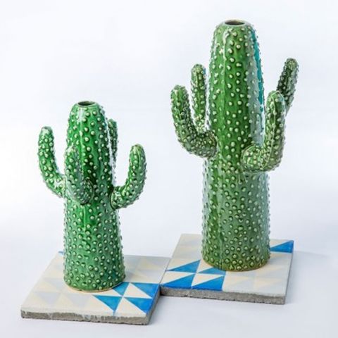 Green, Organism, Terrestrial plant, Azure, Aqua, Cactus, Thorns, spines, and prickles, Caryophyllales, 