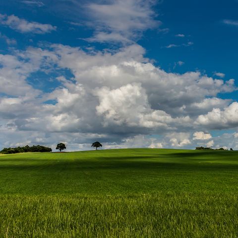 Sky, Grass, Daytime, Natural environment, Natural landscape, Cloud, Agriculture, Plain, Field, Landscape, 