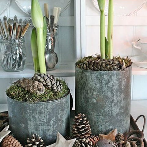 Ideas for Christmas flowers and decorations