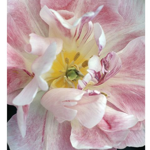 Petal, Flower, Pink, Flowering plant, Paint, Spring, Close-up, Illustration, Painting, Herbaceous plant, 