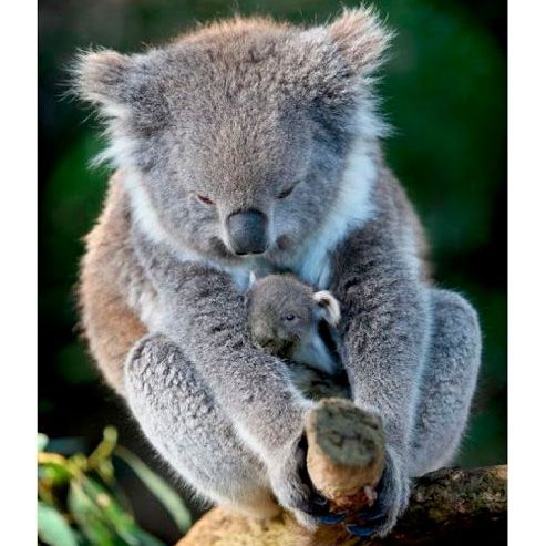 Celebrate Mothers Day with cute baby animals - pictures of animals - Good  Housekeeping