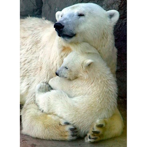 Celebrate Mothers Day with cute baby animals - pictures of animals - Good Housekeeping Celebrate Mothers Day with cute baby animals - pictures of animals - Good Housekeeping