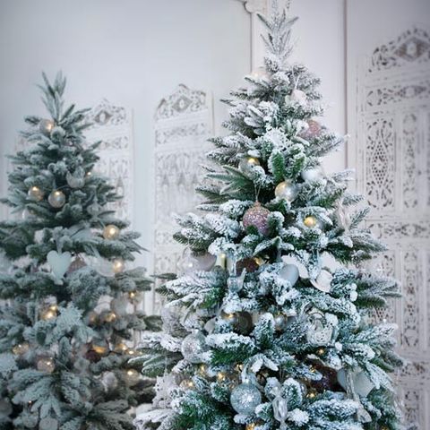 Winter, Christmas decoration, Christmas tree, Woody plant, Interior design, Holiday, Christmas, Evergreen, Ornament, Christmas ornament, 