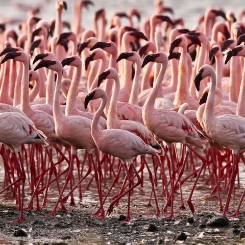Flamingo, Organism, Greater flamingo, Bird, Vertebrate, Water bird, Pink, Beak, Wildlife, Adaptation, 
