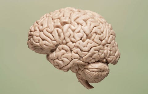 Organ, Colorfulness, Brain, Close-up, Brain, Symmetry, Meat,