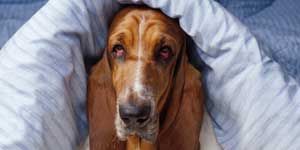 Brown, Dog breed, Dog, Vertebrate, Carnivore, Comfort, Basset hound, Tan, Liver, Hound, 