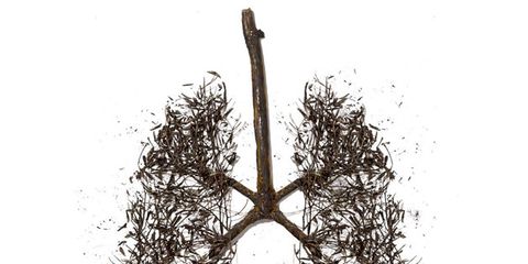 Branch, Font, Plant, Twig, Tree, Plant stem, Drawing, 