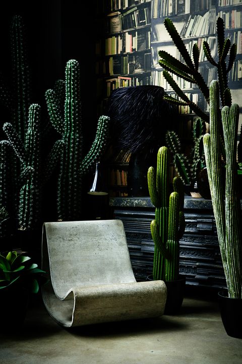 Terrestrial plant, Cactus, Thorns, spines, and prickles, Still life photography, San Pedro cactus, Acanthocereus tetragonus, Armrest, Caryophyllales, 