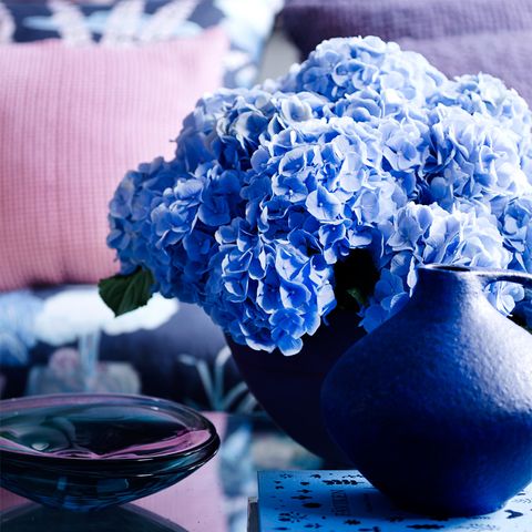 Blue, Flower, Majorelle blue, Petal, Glass, Artifact, Still life photography, Vase, Centrepiece, Electric blue, 