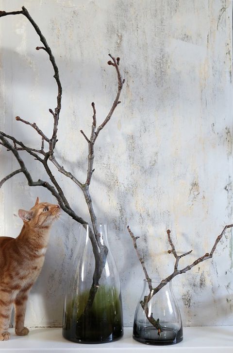 Branch, Twig, Wood, Glass, Felidae, Small to medium-sized cats, Carnivore, Cat, Whiskers, Flowerpot, 