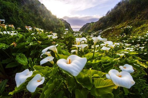 White, giant white arum lily, Flower, Natural landscape, Vegetation, Plant, Petal, Spring, Botany, Wildflower, 