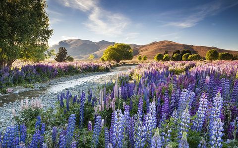Lupin, Flower, Lavender, Plant, Natural landscape, Wilderness, Wildflower, Flowering plant, English lavender, Delphinium, 