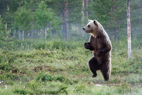 Brown bear, Mammal, Vertebrate, Grizzly bear, Bear, Terrestrial animal, Nature reserve, Wildlife, Kodiak bear, Adaptation, 