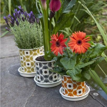 Flowerpot, Plant, Flower, Petal, Purple, Flowering plant, Lavender, Serveware, Interior design, Vase, 