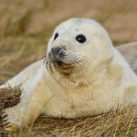 Mammal, Vertebrate, Baltic gray seal, Seal, Earless seal, Marine mammal, Terrestrial animal, Adaptation, Snout, Wildlife, 
