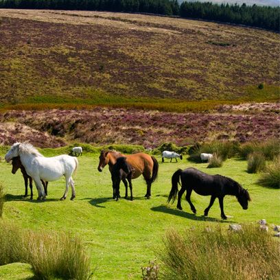 Natural landscape, Horse, Pasture, Vertebrate, Landscape, Mammal, Grassland, Working animal, Terrestrial animal, Ranch, 