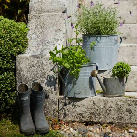 Flowerpot, Plant, Boot, Shrub, Groundcover, Houseplant, Rain boot, Annual plant, Work boots, Herb, 