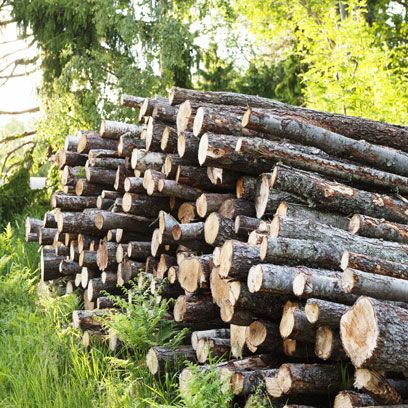 Wood, Logging, Trunk, Natural material, Lumber, Woodland, 