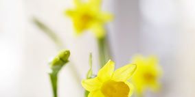 Petal, Yellow, Flower, Botany, Flowering plant, Narcissus, Pedicel, Spring, Wildflower, Plant stem, 