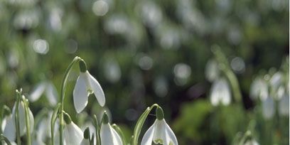 Snowdrop, Flower, Galanthus, Flowering plant, Spring, Herbaceous plant, Amaryllis family, Wildflower, 