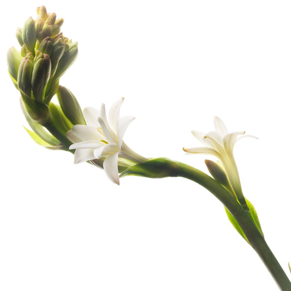 tuberose smell description