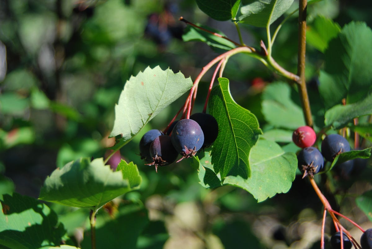 The superfood you can grow in your garden | Introducing saskatoon