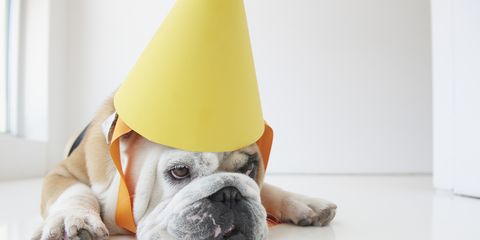 Party hat, Carnivore, Dog, Vertebrate, Dog breed, Floor, Bulldog, Dog supply, Fawn, Cone, 