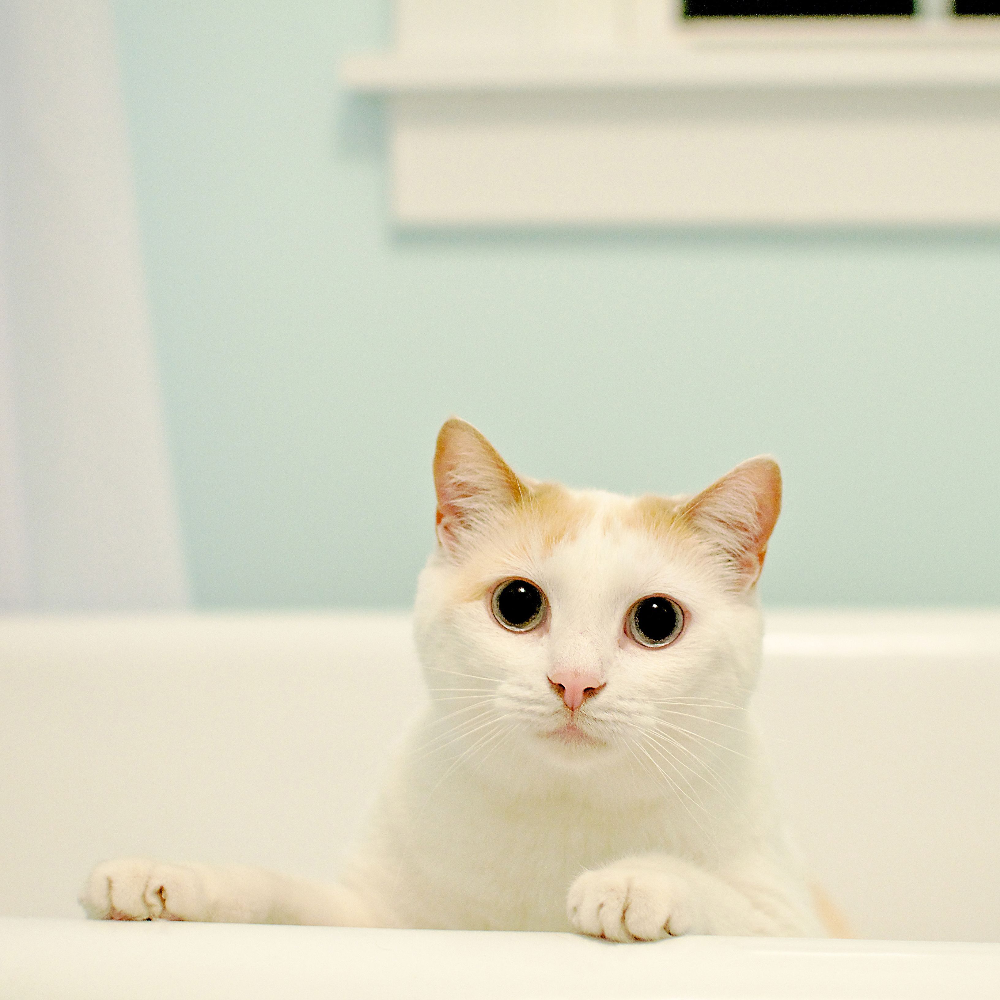 Should You Be Using Fur Oil