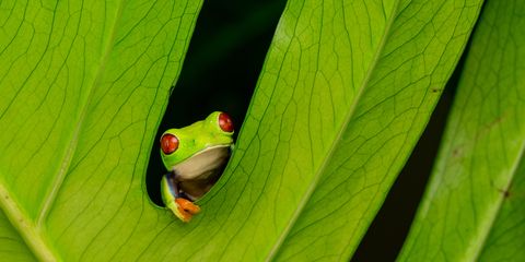 Frog, Tree frog, Agalychnis, Red-eyed tree frog, Green, Banana leaf, Leaf, Amphibian, Tree frog, Macro photography, 