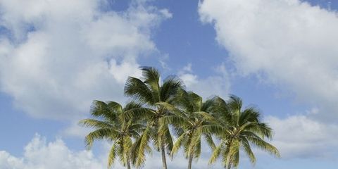 Tree, Tropics, Sky, Nature, Palm tree, Sea, Ocean, Caribbean, Arecales, Daytime, 