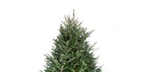 Leaf, Christmas tree, Christmas decoration, Evergreen, shortstraw pine, Pine family, Conifer, Larch, Fir, Pine, 