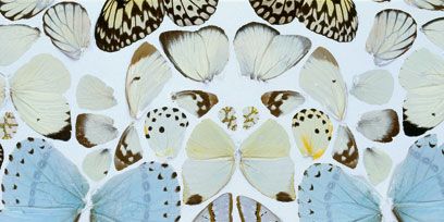 Invertebrate, Arthropod, Insect, Organism, Pollinator, Butterfly, Wing, Moths and butterflies, Pattern, Symmetry, 