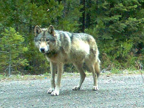 this photo provided by the oregon department of fish and wildlife which was made with a remote camera on may 3, 2014 shows the wolf designated or 7 on the rogue river siskiyou national forest in southwest oregon’s cascade range