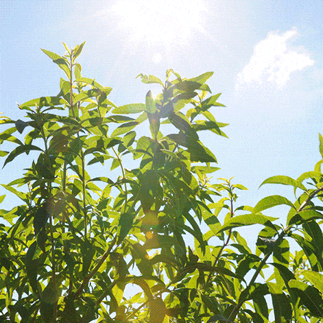 Leaf, Sunlight, Twig, Plant stem, Annual plant, Plantation, Agriculture, 