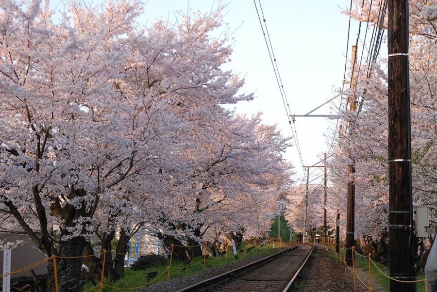 Branch, Tree, Twig, Track, Woody plant, Overhead power line, Electricity, Spring, Blossom, Electrical supply, 
