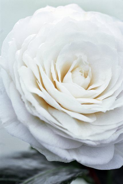 Petal, Flower, White, Flowering plant, Garden roses, Rose family, Botany, Rose order, Rose, Photography, 