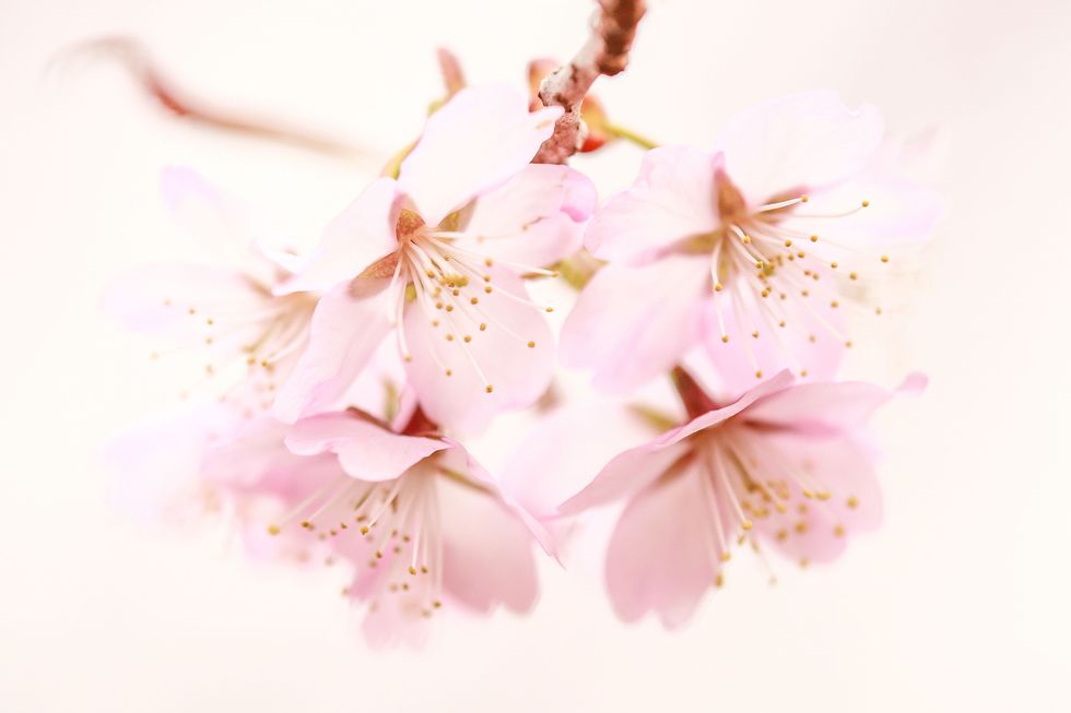 Petal, Flower, Blossom, Pink, Colorfulness, Botany, Flowering plant, Peach, Twig, Still life photography, 