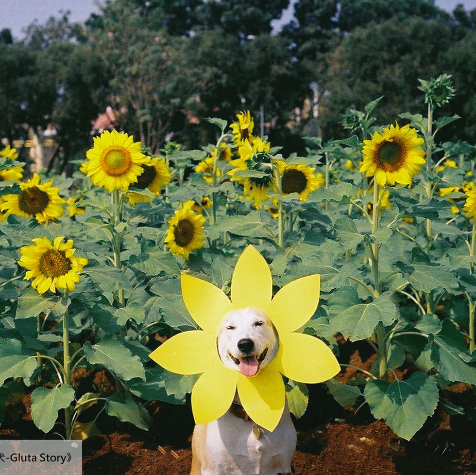 Yellow, Plant, Petal, Flower, Sunflower, Plant community, Agriculture, Field, Plantation, Crop, 