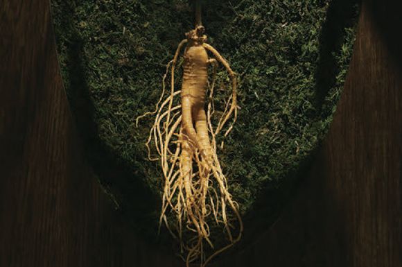 Wood, Trunk, Root, Plant stem, Environmental art, Sculpture, 