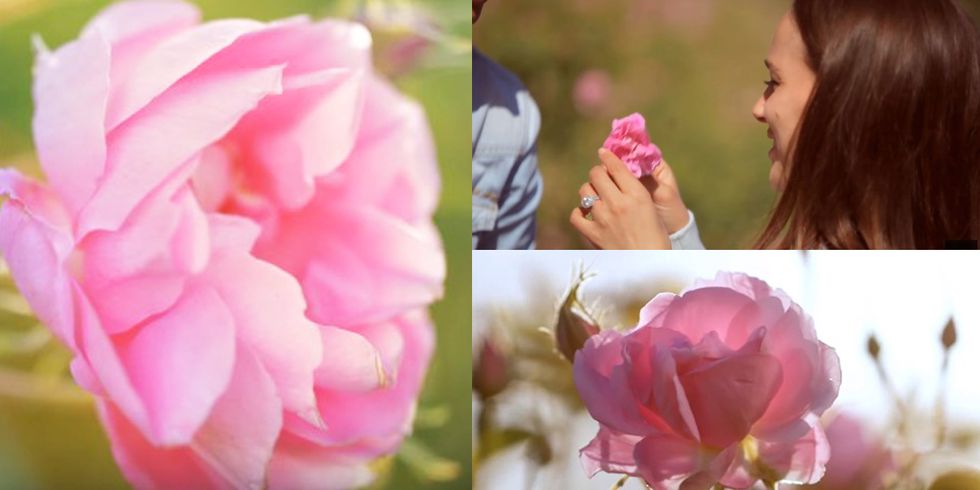 Petal, Flower, Pink, Magenta, Flowering plant, Botany, Spring, Wildflower, Rose family, Annual plant, 
