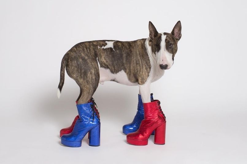 Dog, Dog breed, Carnivore, Dog supply, Carmine, Snout, Electric blue, Boot, Working animal, Pet supply, 