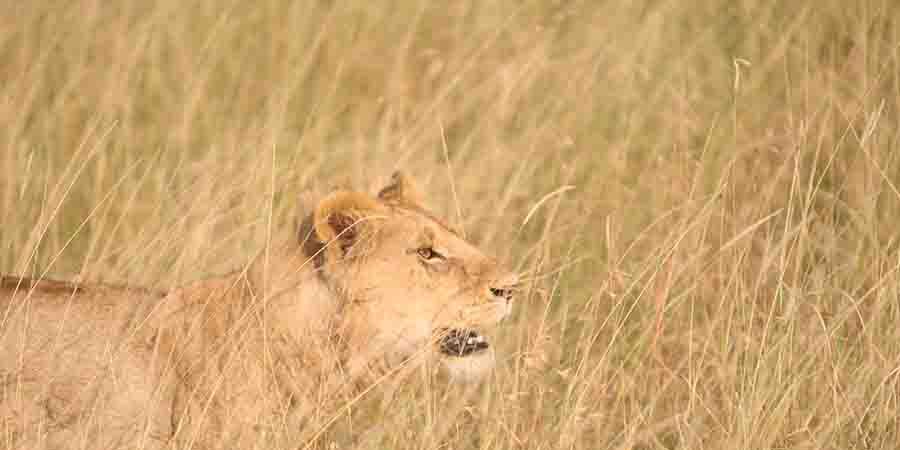 Wildlife, Lion, Terrestrial animal, Grassland, Felidae, Masai lion, Safari, Savanna, Big cats, Natural environment, 