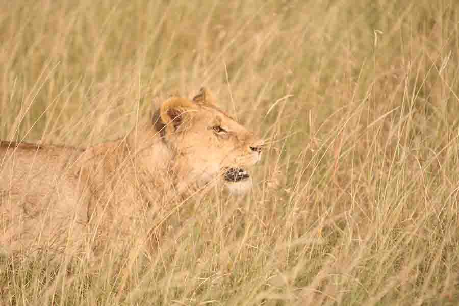 Wildlife, Lion, Terrestrial animal, Grassland, Felidae, Masai lion, Safari, Savanna, Big cats, Natural environment, 
