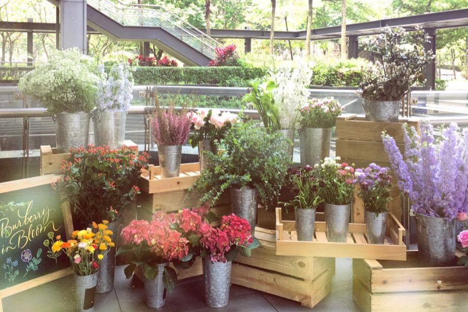 Flowerpot, Plant, Flower, Interior design, Petal, Shrub, Lavender, Garden, Annual plant, Houseplant, 
