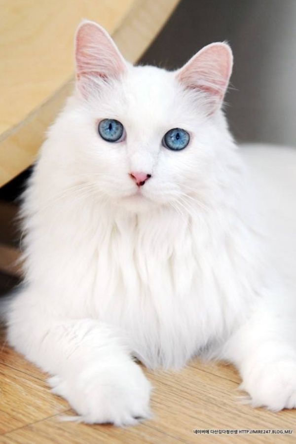 Blue, Wood, Felidae, Whiskers, Carnivore, Vertebrate, Cat, Small to medium-sized cats, White, Iris, 
