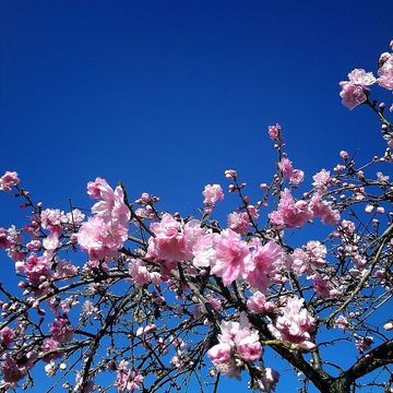 Branch, Blue, Sky, Petal, Twig, Flower, Blossom, Pink, Botany, Colorfulness, 