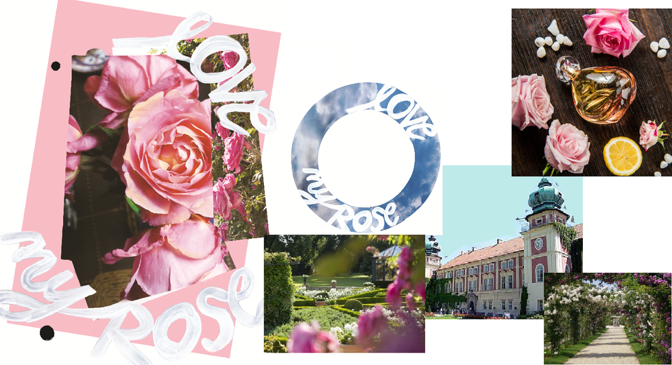 Pink, Rose, Garden roses, Flower, Font, Spring, Rose family, Plant, Collage, Architecture, 