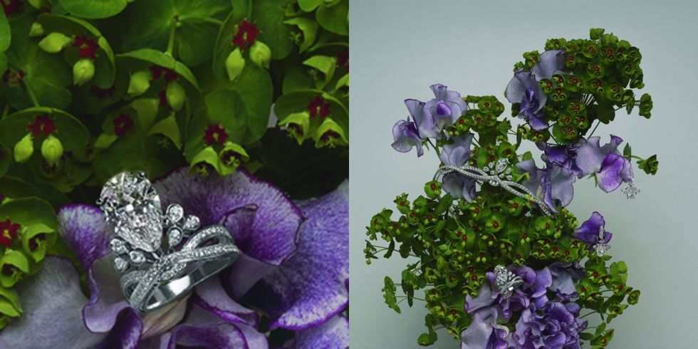 Petal, Violet, Purple, Lavender, Flower, Flowering plant, Lilac, Cut flowers, Annual plant, Vase, 