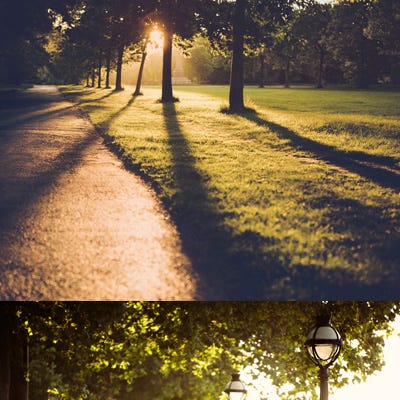 Branch, Tree, Tints and shades, Sunlight, Shadow, Woody plant, Light, Deciduous, Shade, Trunk, 