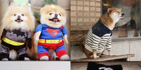 Vertebrate, Carnivore, Snout, Toy, Dog, Dog breed, Collage, Fur, Canidae, Dog clothes, 